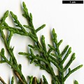 SpeciesSub: var. baja-californica